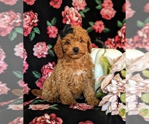 Cavapoo Puppy for sale in NEW PROVIDENCE, PA, USA