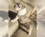 Small Photo #3 Bulldog Puppy For Sale in LIBERTY, MO, USA