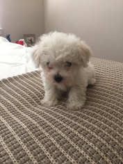 Bichon Frise Puppy for sale in THOUSAND OAKS, CA, USA