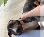 Small #1 American Pit Bull Terrier Mix