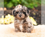 Small #1 Maltipoo (Miniature)