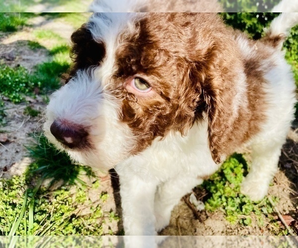 Medium Photo #32 Bernedoodle Puppy For Sale in GEORGETOWN, DE, USA