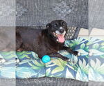 Small #5 Labrador Retriever Mix