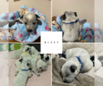 Small Photo #3 Australian Cattle Dog Puppy For Sale in Barrie, Ontario, Canada