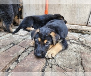 German Shepherd Dog Puppy for Sale in NORTH LAS VEGAS, Nevada USA
