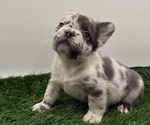 Puppy Oreo French Bulldog