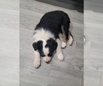 Small #2 Australian Shepherd
