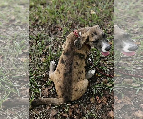 Medium Photo #3 Dachsahoula Puppy For Sale in Wakefield, RI, USA