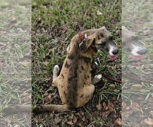 Clarabelle *LOCAL* - Female Dachsahoula Dog for Adoption - Photo #3