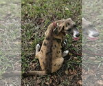 Small Photo #3 Dachsahoula Puppy For Sale in Wakefield, RI, USA
