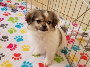 Shiranian Puppy for sale in TUCSON, AZ, USA