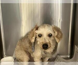 Poodle (Miniature) Dogs for adoption in San Antonio, TX, USA