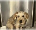 Small Poodle (Miniature)