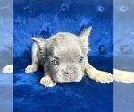 Small #8 French Bulldog