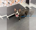 Small #4 Boston Terrier Mix