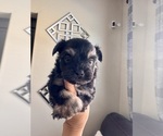 Small #13 Morkie