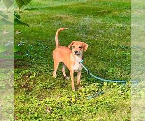 Bella (AL) - Female Beagle-Unknown Mix Dog for Adoption - Photo #22