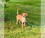 Small #21 Beagle Mix
