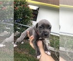 Small Photo #18 Cane Corso Puppy For Sale in ROYAL PALM BEACH, FL, USA