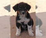 Puppy BTM 2 Australian Shepherd