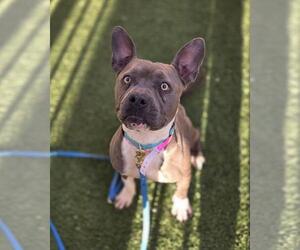 Mutt Dogs for adoption in Las Vegas, NV, USA