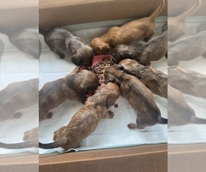 Dachshund Puppy for sale in MORRISVILLE, NC, USA