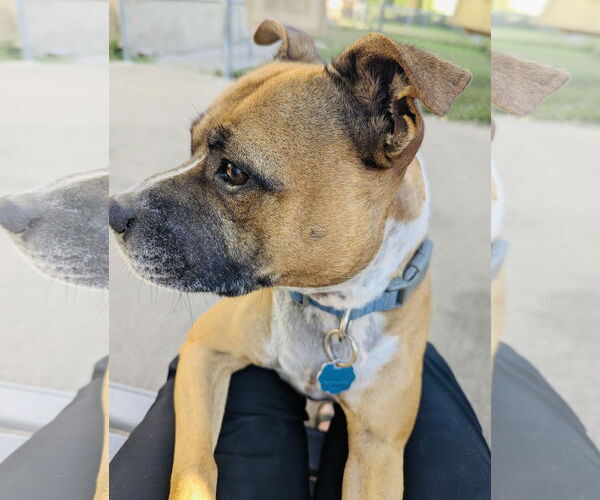 Medium Photo #5 Boxer-Staffordshire Bull Terrier Mix Puppy For Sale in Princeton, MN, USA