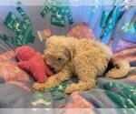 Small Photo #13 Miniature Bernedoodle Puppy For Sale in LEETONIA, OH, USA