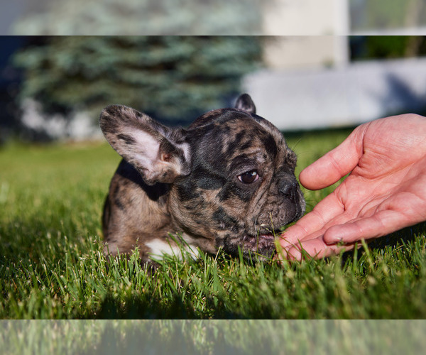 Medium Photo #5 French Bulldog Puppy For Sale in WOOD DALE, IL, USA