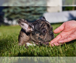 Small Photo #5 French Bulldog Puppy For Sale in WOOD DALE, IL, USA
