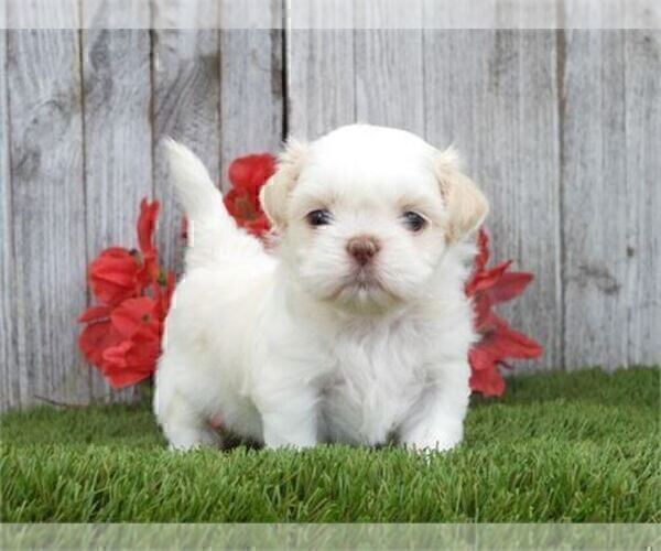 Medium Photo #20 Shih Tzu Puppy For Sale in BOCA RATON, FL, USA