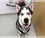 Small Siberian Husky