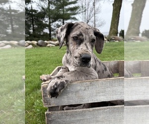 Great Dane Puppy for sale in MIDDLEBURY, IN, USA