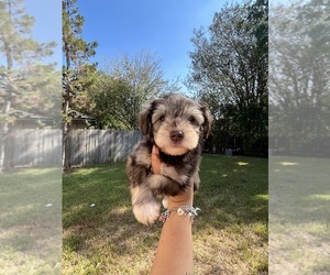 Schnauzer (Miniature) Puppy for sale in HOUSTON, TX, USA