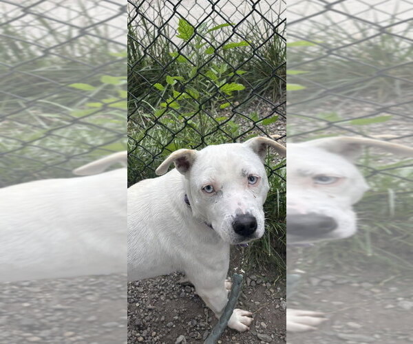 Medium Photo #2 Mutt Puppy For Sale in Elmsford, NY, USA
