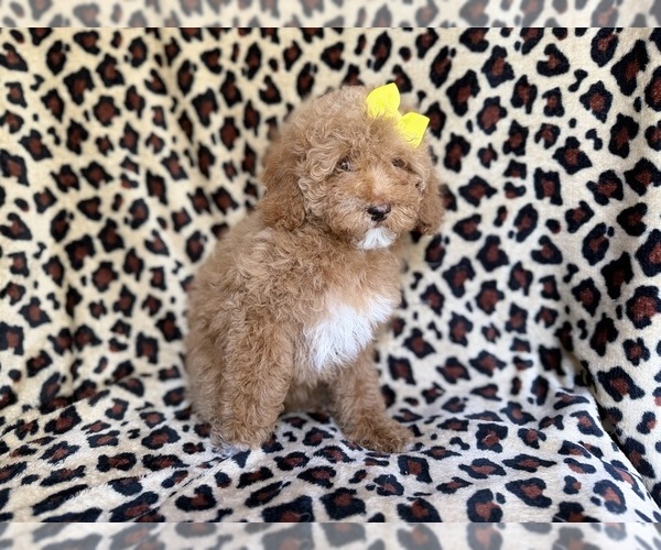 Medium Photo #3 Cock-A-Poo Puppy For Sale in LAKELAND, FL, USA