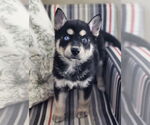 Small #2 Siberian Husky Mix