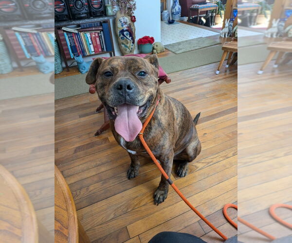 Medium Photo #8 American Staffordshire Terrier-Boxer Mix Puppy For Sale in Brewster, NY, USA