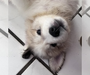 Medium Great Pyrenees