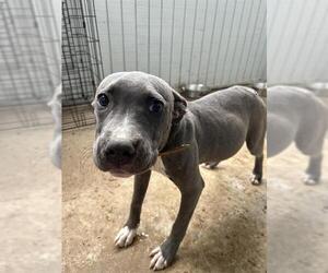 Medium American Pit Bull Terrier Mix
