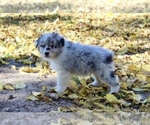 Small #3 Australian Shepherd