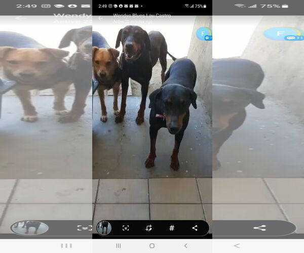 Medium Photo #7 Doberman Pinscher Puppy For Sale in Escondido, CA, USA