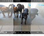 Small #6 Doberman Pinscher