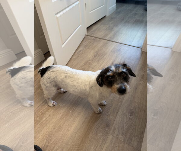 Medium Photo #1 Jack Russell Terrier-Unknown Mix Puppy For Sale in Miami, FL, USA