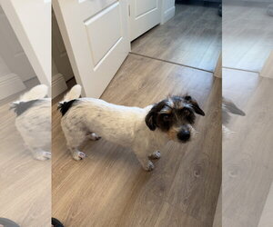 Jack Russell Terrier-Unknown Mix Dogs for adoption in Miami, FL, USA