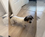 Small Jack Russell Terrier Mix