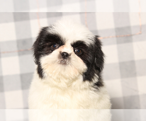 Shih Tzu Puppy for sale in MARIETTA, GA, USA