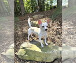 Small #6 Chihuahua Mix