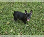 Small #1 French Bulldog