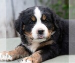 Small #5 Bernese Mountain Dog-Cavalier King Charles Spaniel Mix